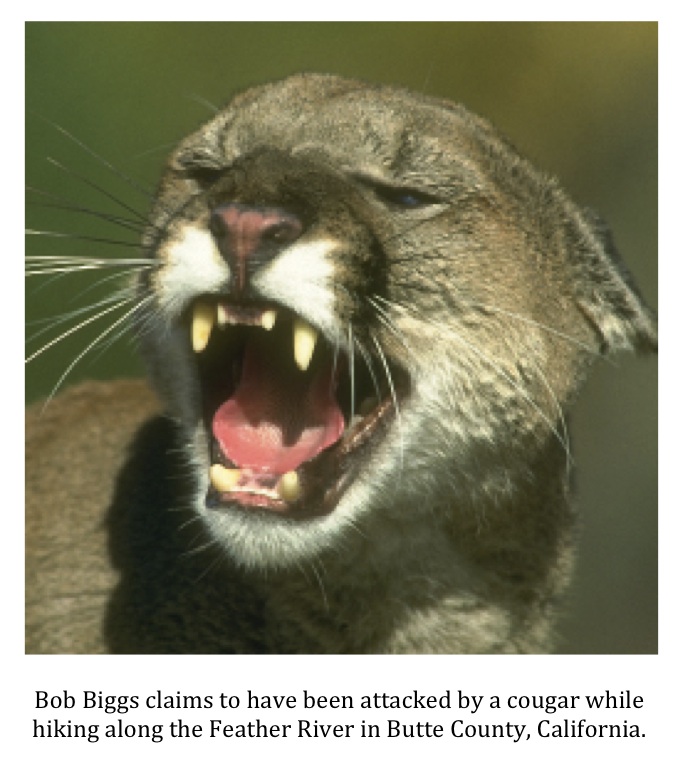 Bear Saves Man In Mountain Lion Attack Texas Cryptid Hunter: Man Claims Black Bear Saved Him From Mountain