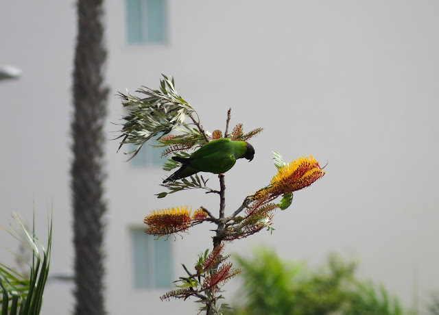 Nanday Parakeet - Playa de las Américas, Tenerife