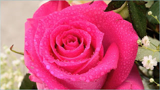 गुलाब का फूल डाउनलोड, फूलों के फोटो, गुलाब शायरी, फूल गुलाब, कमल के फूल, गुलाब फूल की खेती, गुलाब के फूल के उपयोग, गुलाब फूल वॉलपेपर, फूलों की फोटो