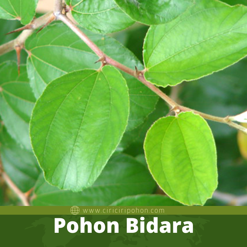 Pohon Bidara