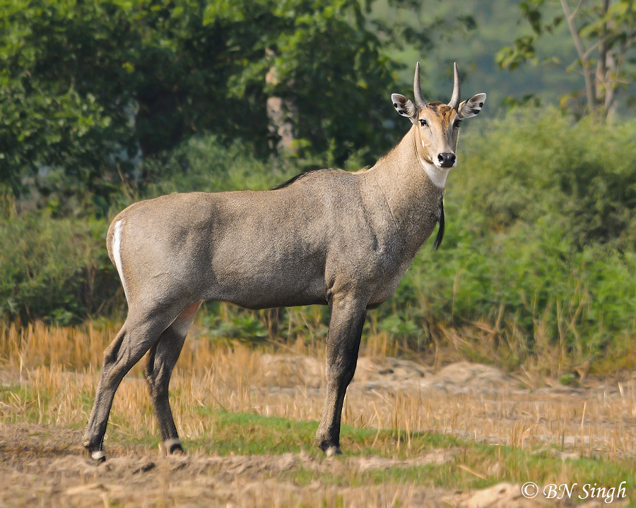 Plants Insects And Animals Nilgai plants-insects-and-animals-nilgai