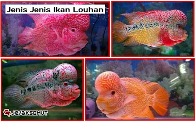 jenis jenis ikan louhan