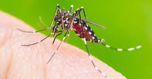 Casos de morte por dengue aumentam 5 vezes em relação ao ano passado