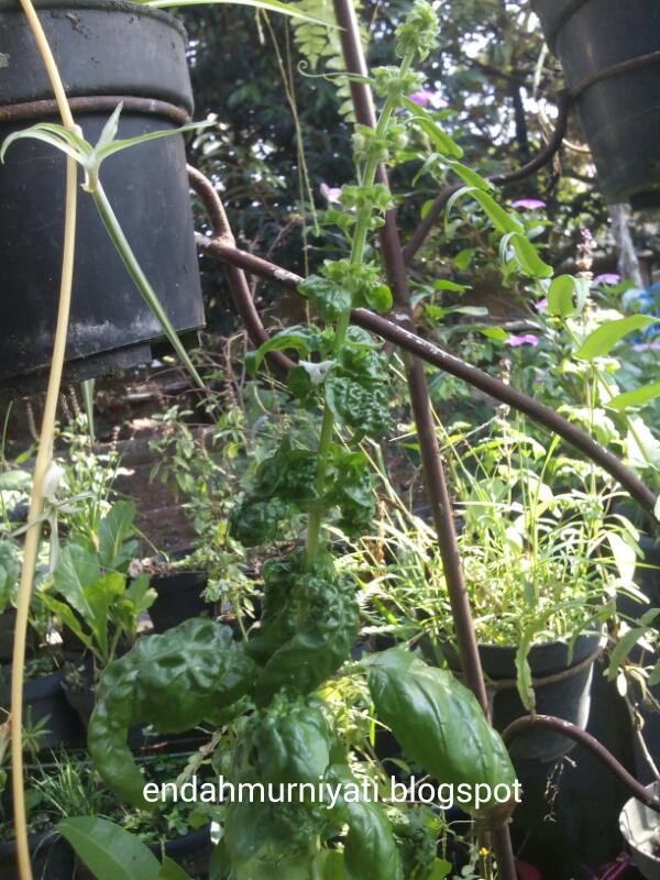 Endah Murniyati's Journey WRINKLED BASIL