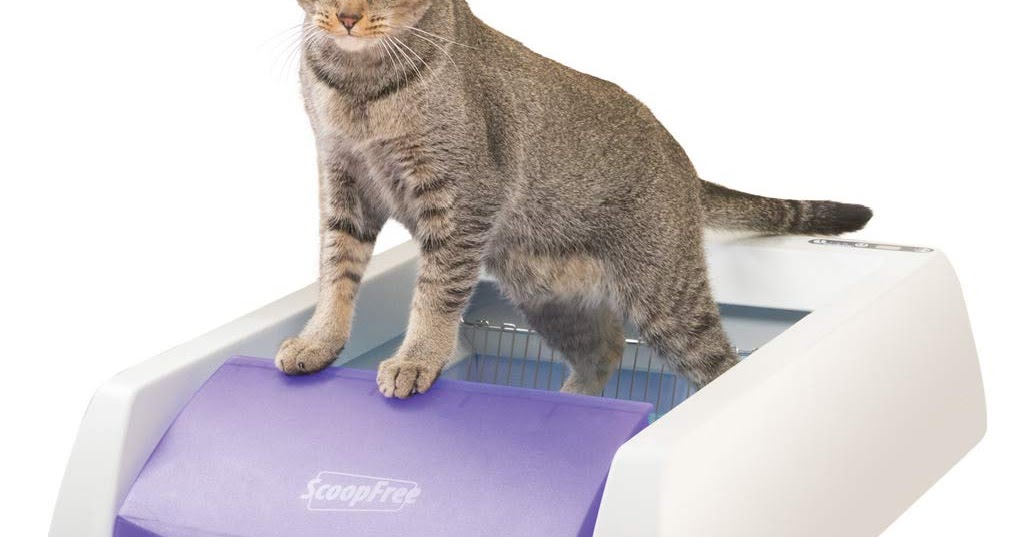 multiplecatshouse What to do to pick Multiple Cats ' Best Litter Box