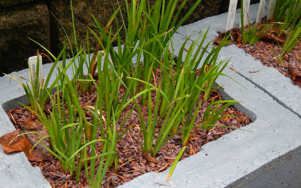 World of Irises 2014