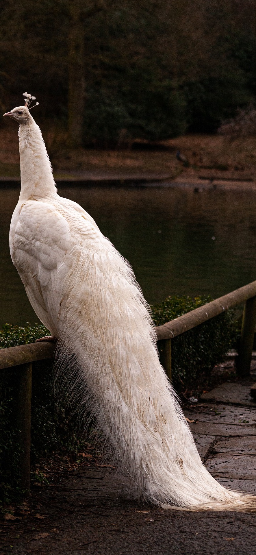 Beautiful white peacock - About Wild Animals