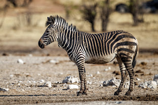Dağ zebrası (Equus zebra)