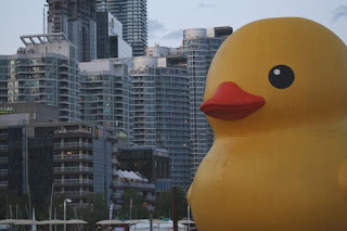 A Duck In The City.