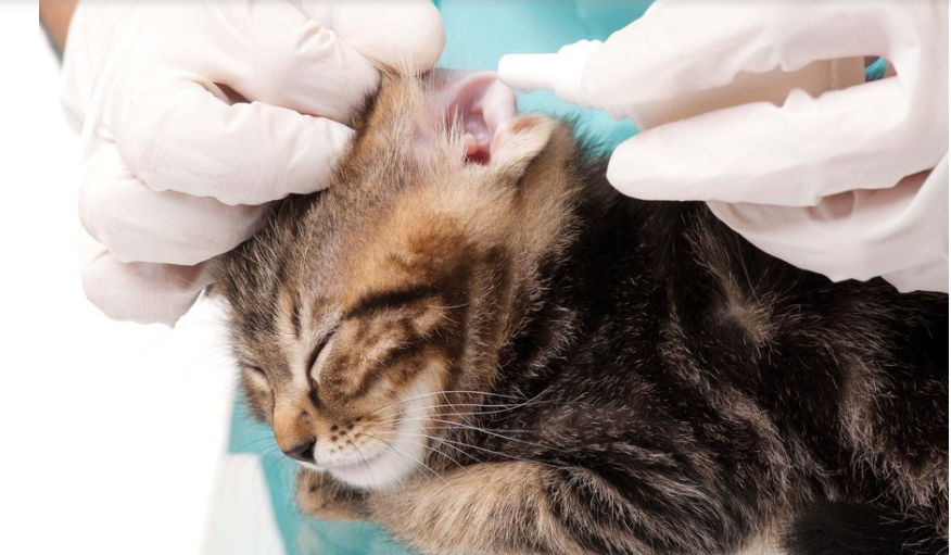 Mites in cats katscat