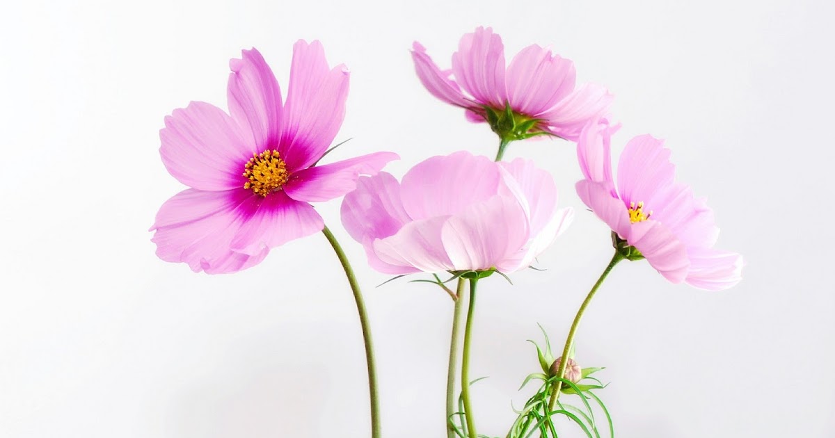 8 Cara  Merawat Bunga  dengan  Baik dan Benar muat artikel