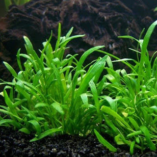 Tanaman Aquascape yang Bisa Hidup Tanpa CO2 Lilaeopsis