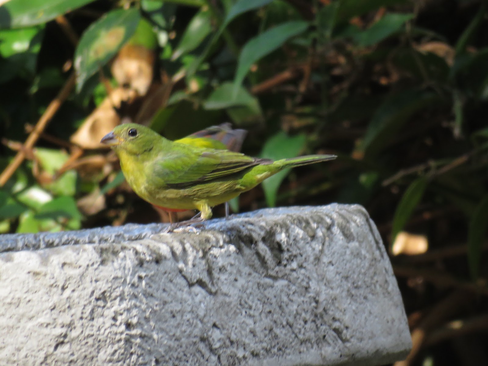 Bird & Travel Photos, Birding Sites, Bird Information MALE & FEMALE