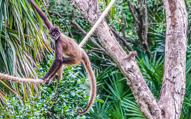 en que region de honduras es posible encontrar al mono arana