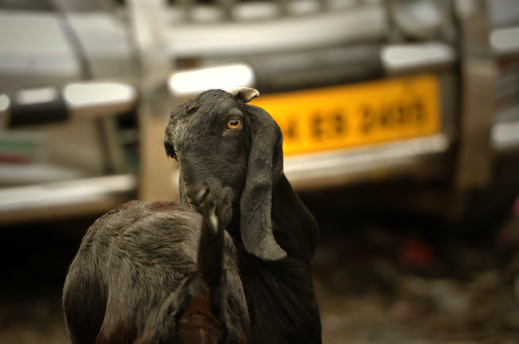 Picture of a goat in Dharavi. This slum in Mumbai is an eye opener, where you do not feel that this area is a part of the glamour city of the world. A place to see with the reality of life more the a million people live there and you can ignore them.