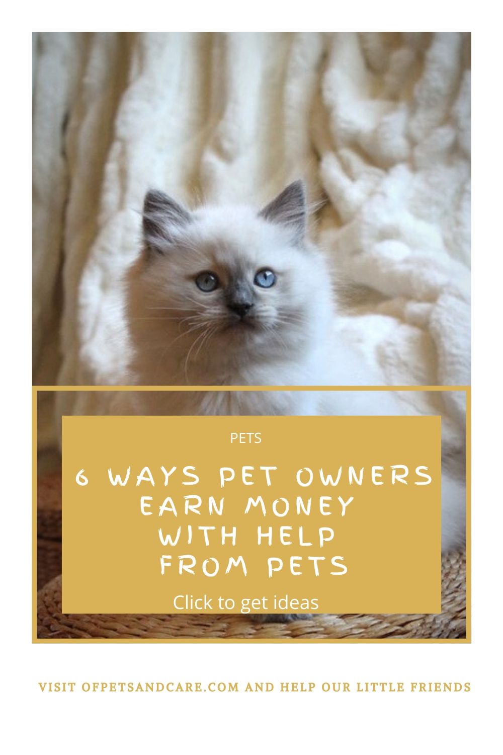 pet photography, beautiful ragdoll kitten 