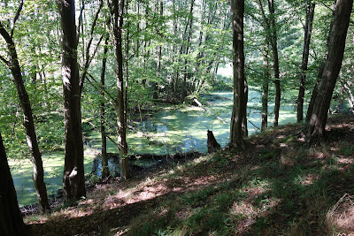 Puszczańskie klimaty