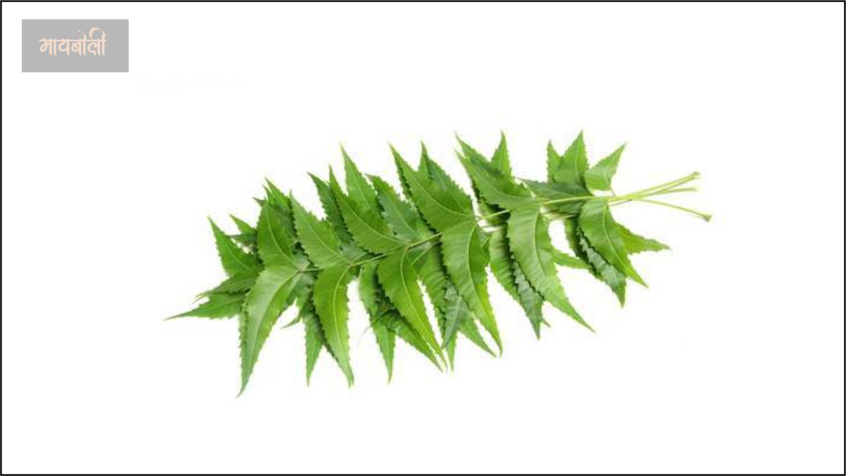 कडुनिंब केस दाट होण्यासाठी दही कडुनिंब केस दाट होण्यासाठी दही