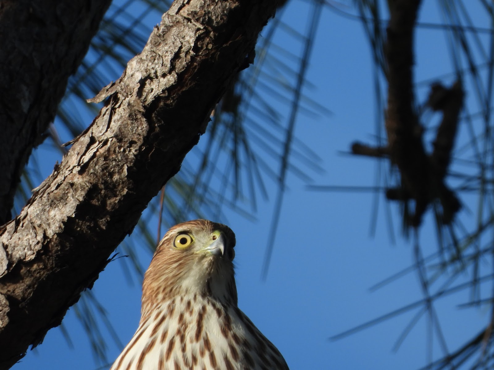 Bird & Travel Photos, Birding Sites, Bird Information JUVENILE COOPER