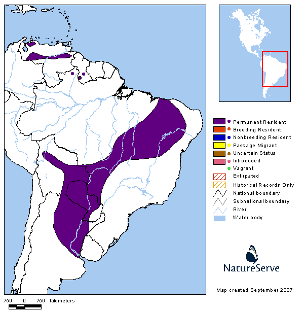 Tijerilla (Xenopsaris albinucha)