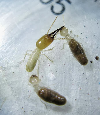 Workers and soldier of Mirocapritermes sp