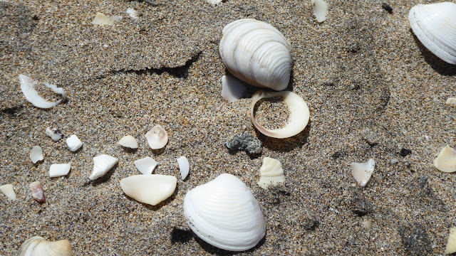 Playa de los Genoveses, conchas