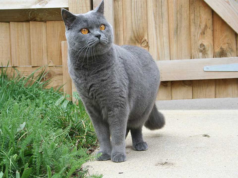 British Shorthair Cat is very SweetNatured and Devoted to its Owners