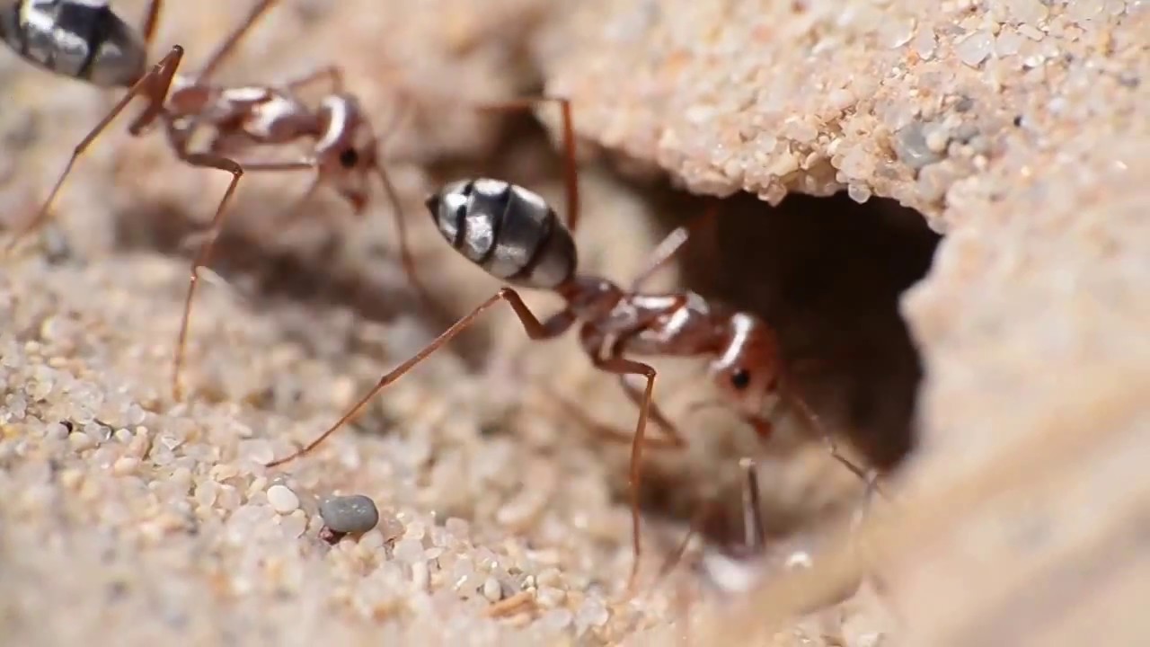 В африке водятся муравьи которые устраивают. Сахарский серебряный муравей. Cataglyphis bombycina. Муравей-бегунок Катаглифис. Катаглифис муравьи Cataglyphis bombycina.