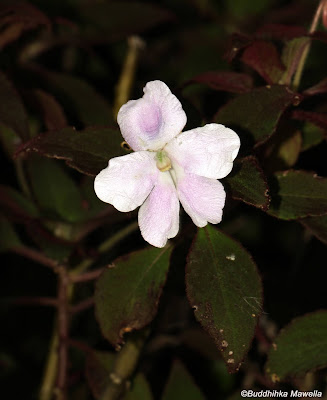 Impatiens henslowiana