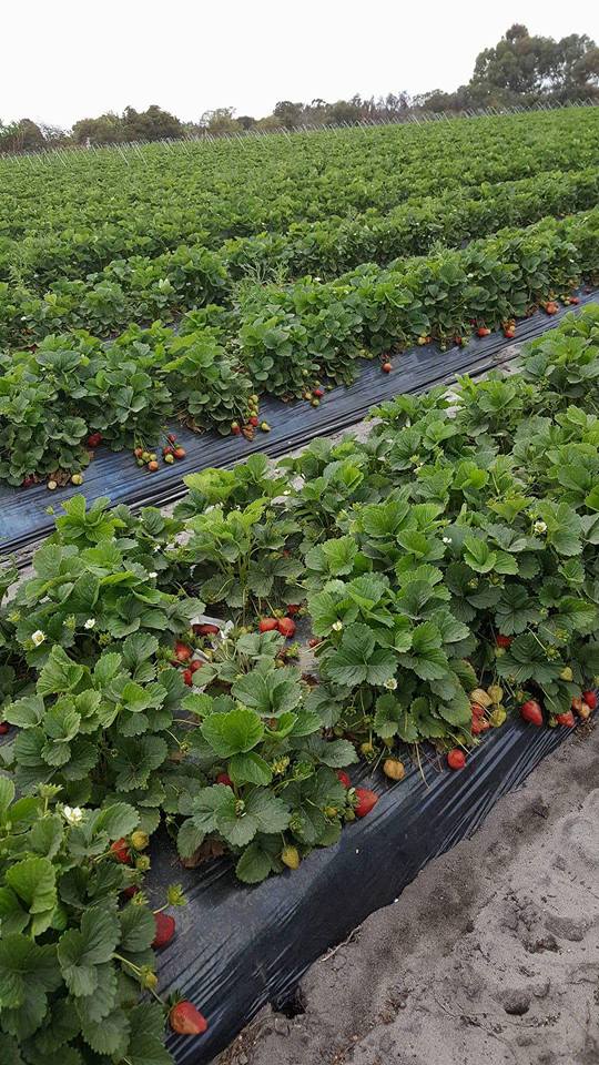 umiyumi2 our life in perth, WA PICK YOUR OWN STRAWBERRIES