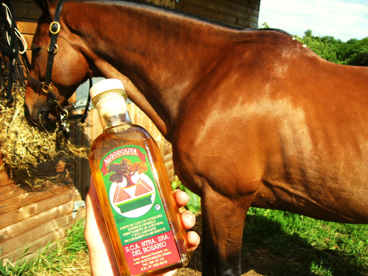 My Equestrian World Oil and Horses