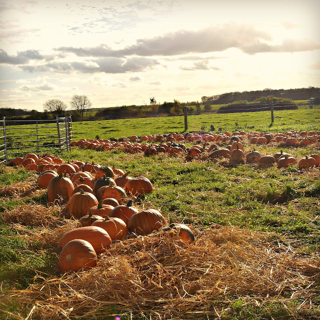 Wafflemama. Pumpkin Patch Rand Farm Lincolnshire