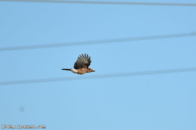 Gaig (Garrulus glandarius)