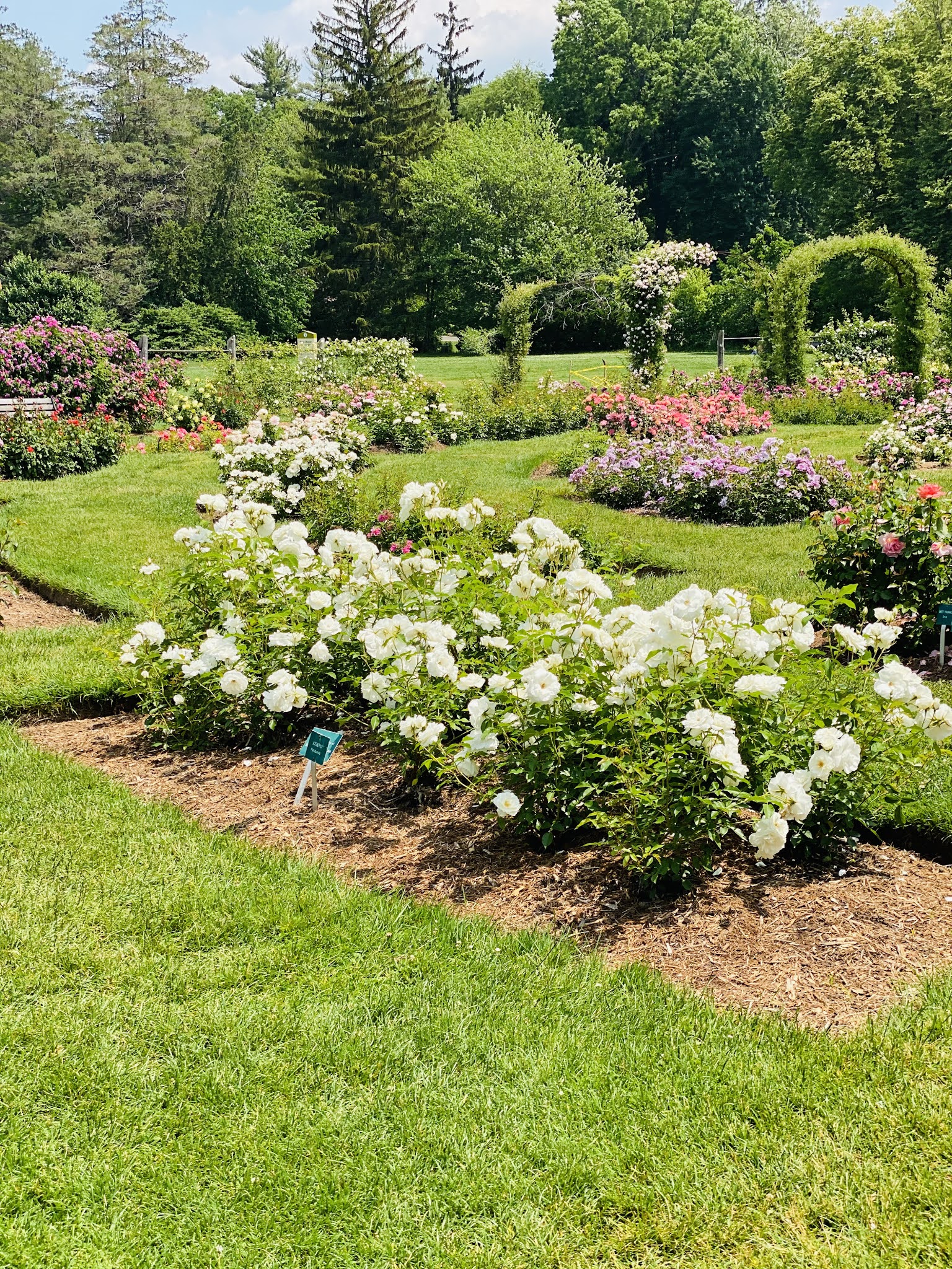 The Rose Garden 2021 Simply Tasheena