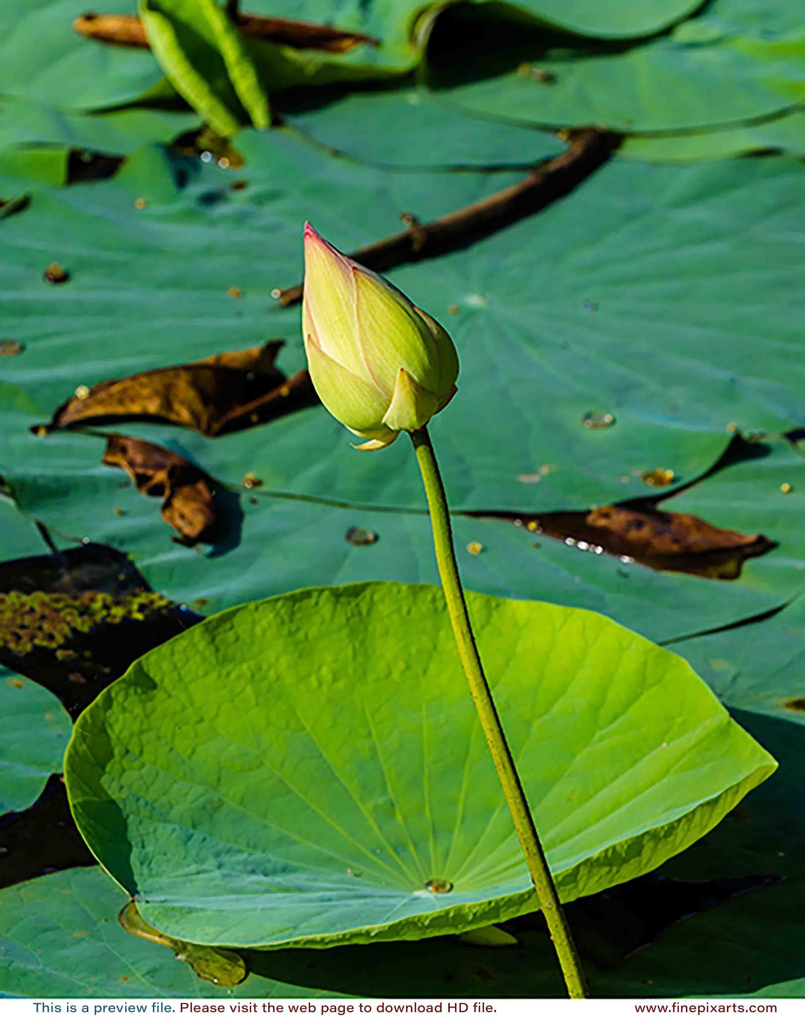 Lotus flower 00045