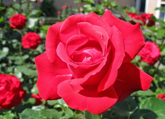 gambar bunga mawar 2