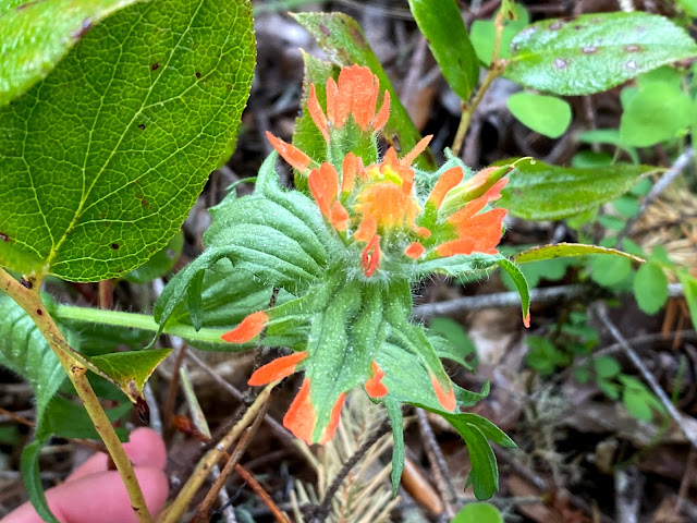 Close up of an orange paintbrush flower