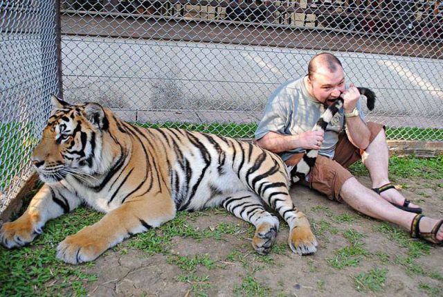 Witzige Männer Bilder - Tiger beißen - lustige Bilder