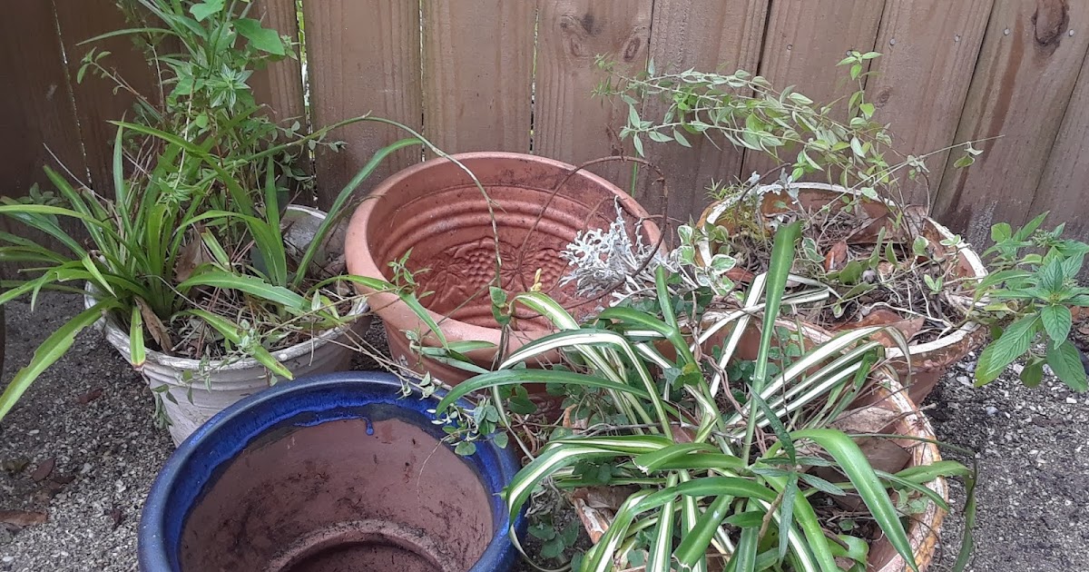 Finding Free Plants on Craigslist