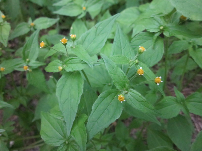 Tom and Anne's Garden Yellow weed