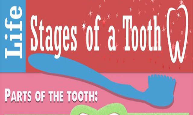 Life Stages of a Tooth #infographic
