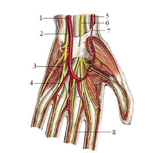 Giáo trình giải phẫu học y dược Huế