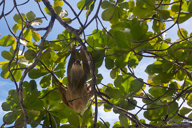 Two-toed Sloth - Choloepus hoffmanni