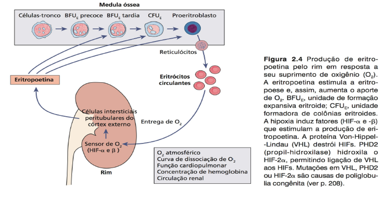 Plantando Ciência Eritropoese 2