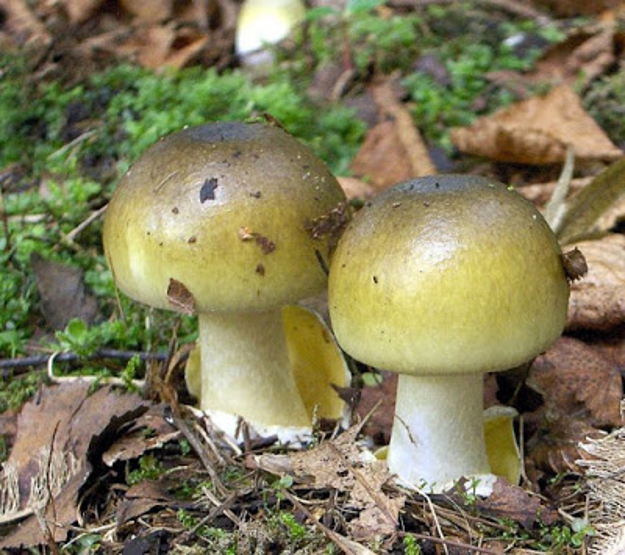 Jamur yang memiliki ciriciri yang mirip seperti jamur merang tetapi