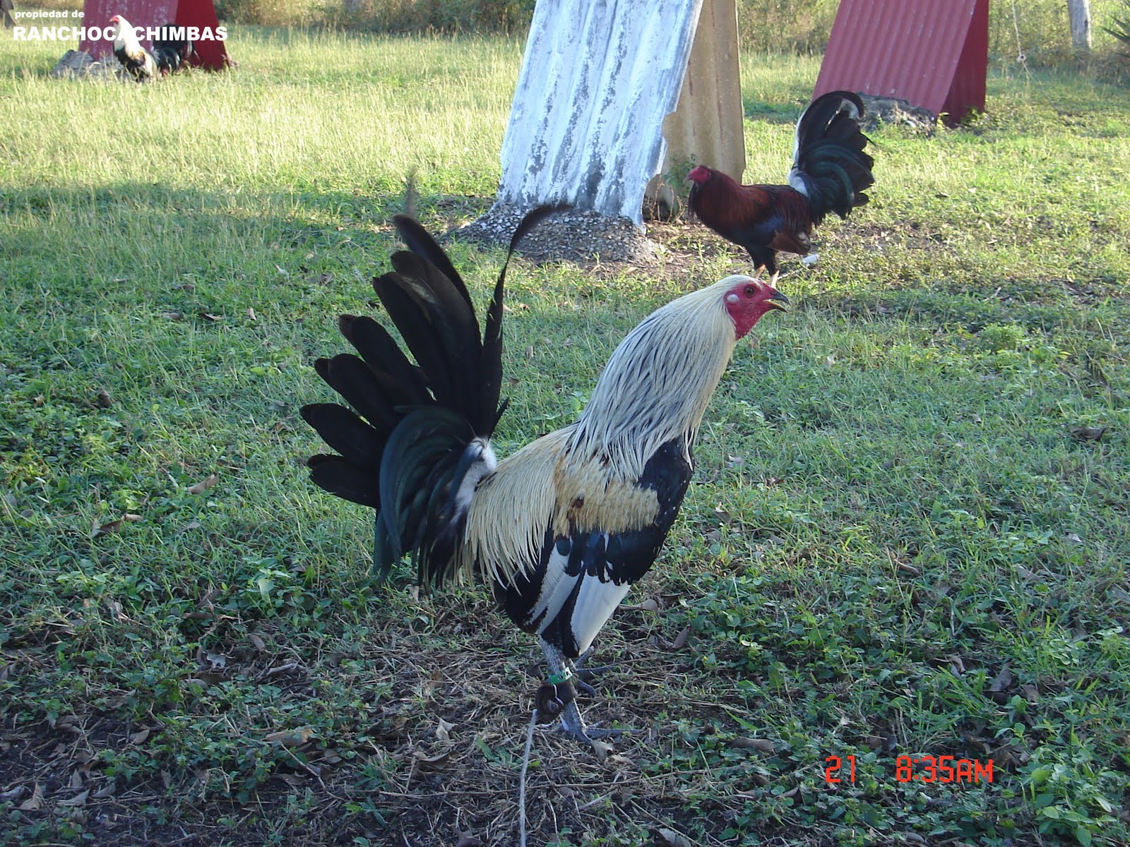 GALLOS FINOS GALLOS GIROS