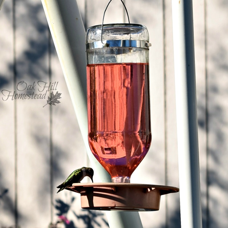 How to Attract Hummingbirds to Your Yard Oak Hill Homestead