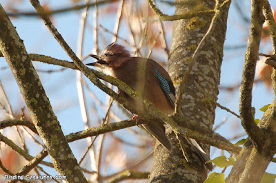 Gaig (Garrulus glandarius)