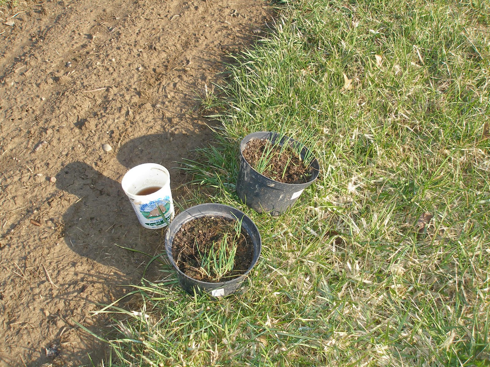 The Boulder Belt Blog Planting Onion Seedlings, a Lesson.
