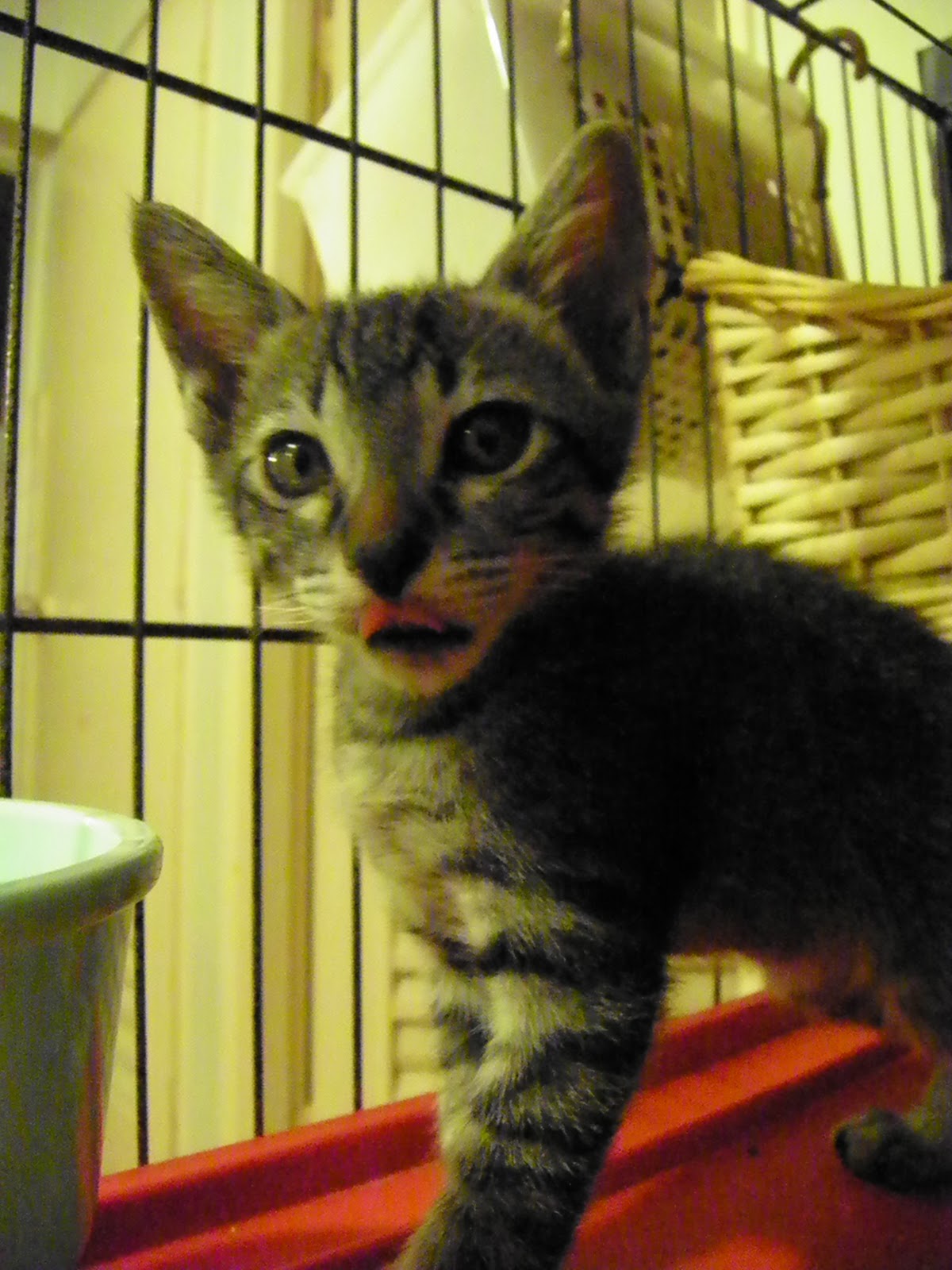 Love Kuching Project luvkuching kitten adoption, rescue, TNR